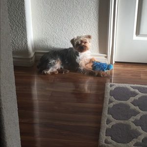 Meet your Posher, Shelby